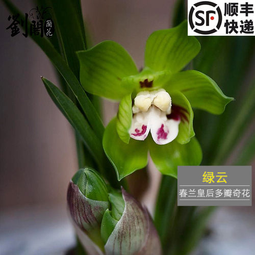 绿植春兰盆栽好养花卉