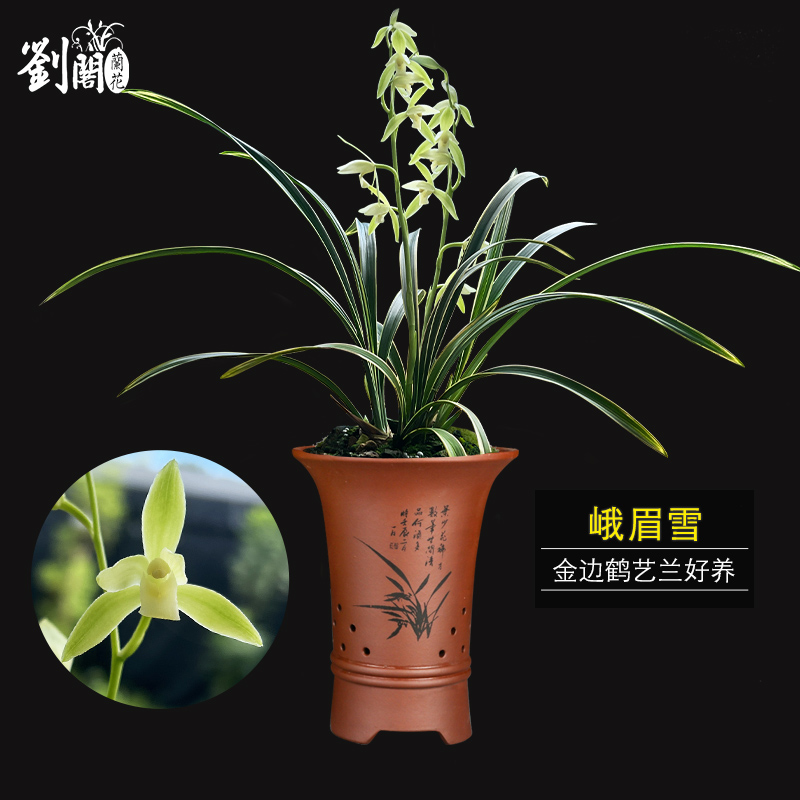 刘阁兰花苗 建兰四季素心 峨眉雪夏带花苞出售好养室内绿植盆栽