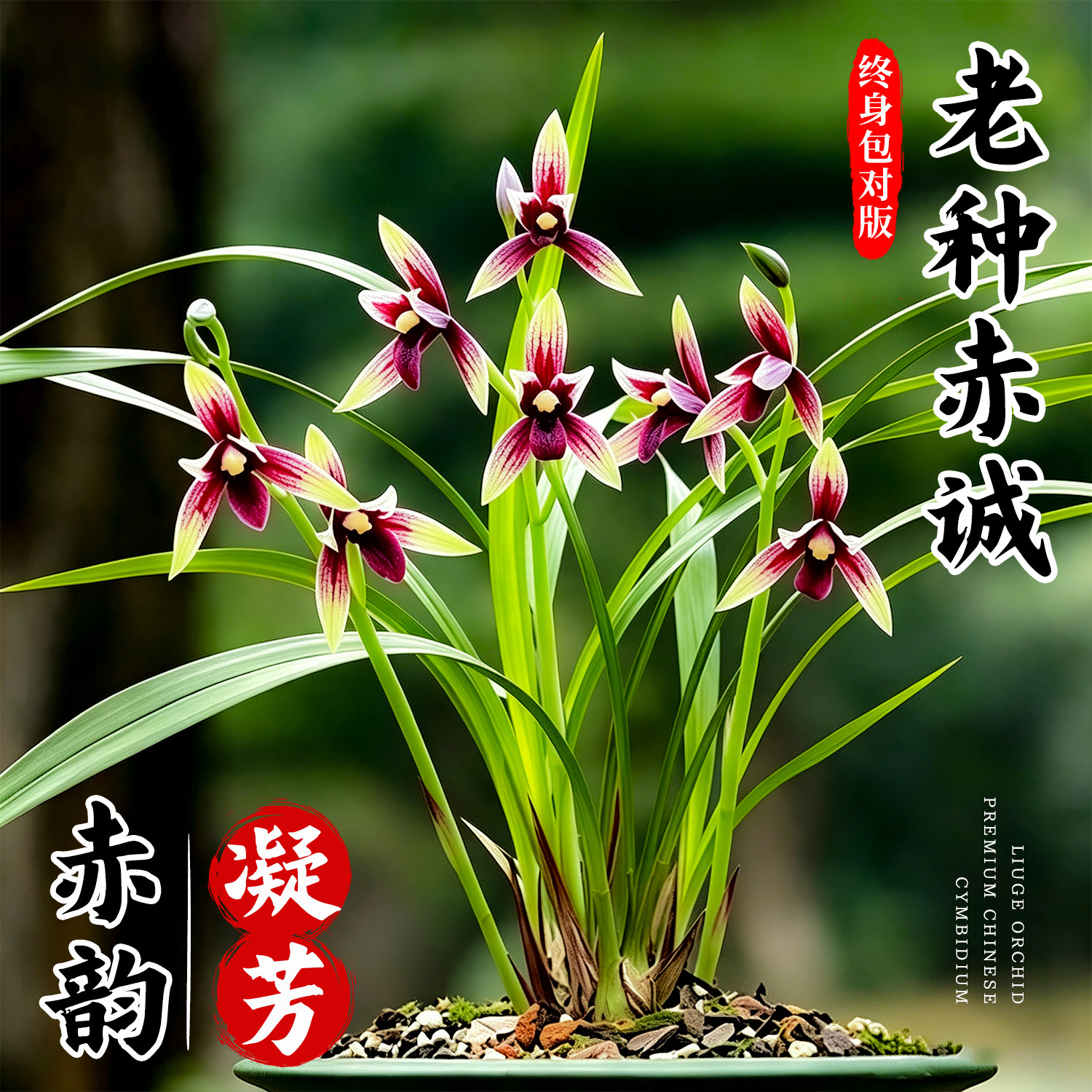 刘阁兰花苗 四季兰名贵品种红素花赤诚 夏带花苞出售高档花卉盆栽