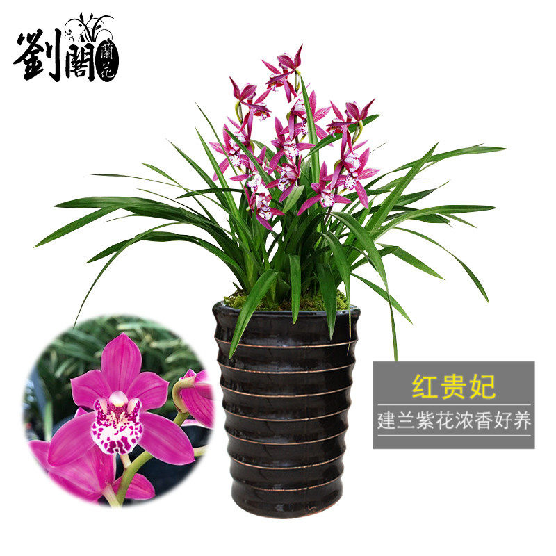 刘阁兰花苗 红贵妃 夏带浓香花苞出售建兰四季兰草 入门好养花卉