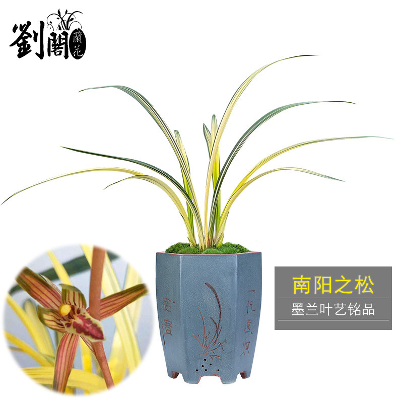 刘阁兰花苗 南阳之松 墨兰铭品中透金黄色叶艺绿植物室内盆栽阳台