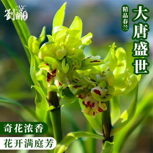 春兰奇花名品大唐盛世兰花苗盆栽冬带花苞浓香型好养花卉绿植盆栽