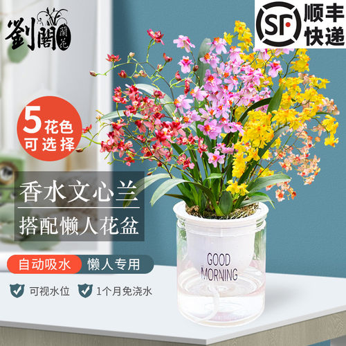 支花懒人盆栽水培香心兰带迷你