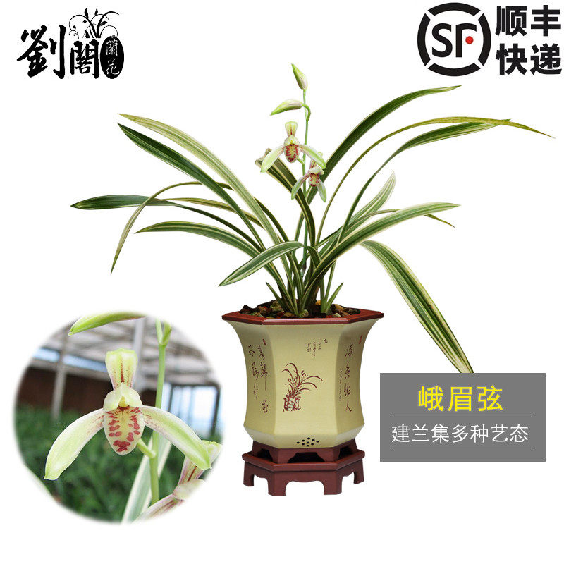 刘阁兰花苗 建兰集多种艺态 峨眉弦夏带浓香花苞出售室内花卉盆栽