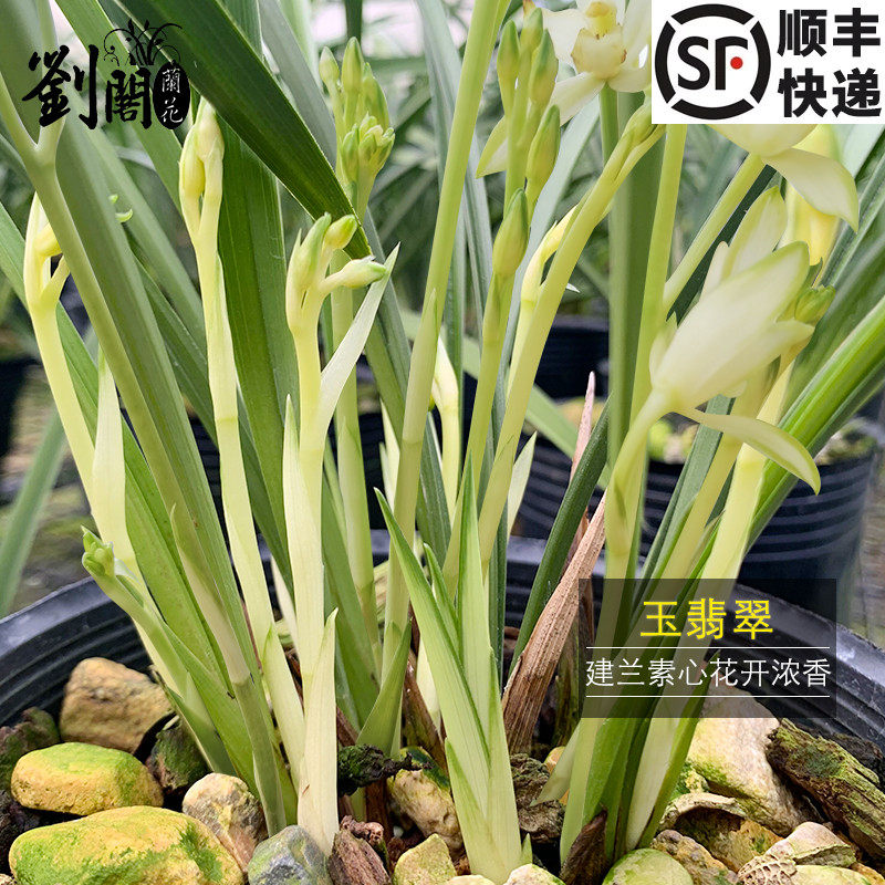 绿植翡翠建兰阳台盆栽好养花卉