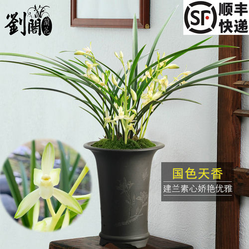 国色天香现带花苞出售建兰