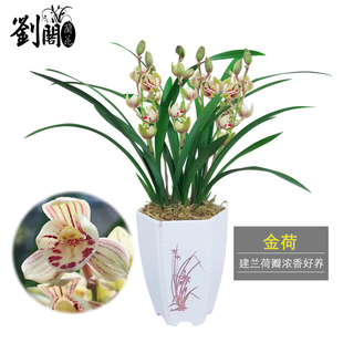 四季 刘阁兰花苗 金荷 带盆栽好花卉 建兰矮种荷瓣 兰夏带花苞出售