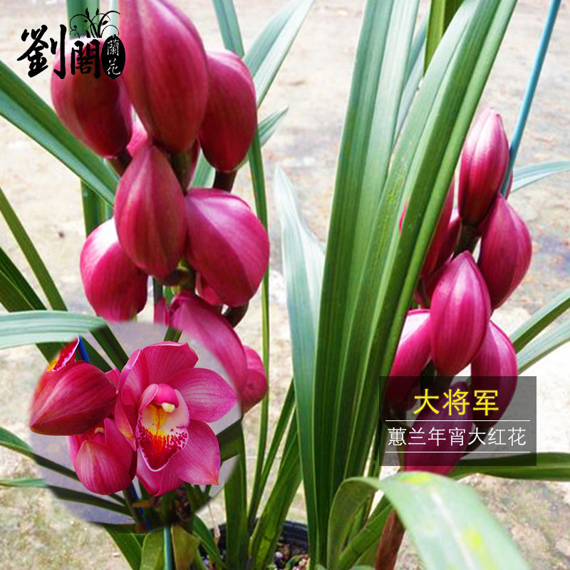 刘阁兰花春节年宵红花兰花苗 大将军 现带花苞出售绿植花卉盆栽,鲜花速递/花卉仿真/绿植园艺,国兰/杂交兰/洋兰类,淘宝优惠券,粉丝福利购,淘宝优惠卷