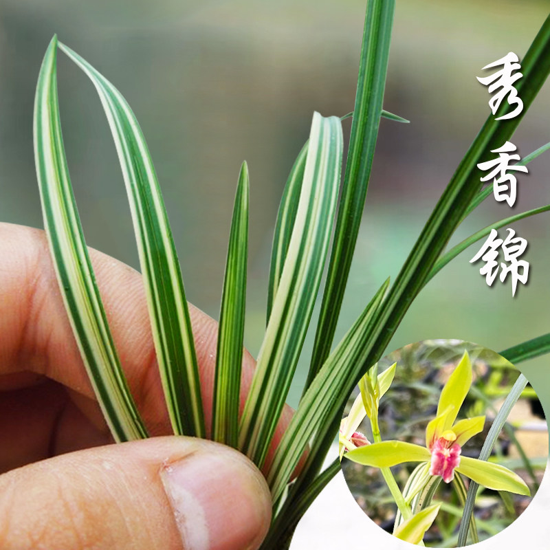 刘阁兰花苗 惠兰秀香锦中透斑缟艺 叶花双艺好养浓香室内花卉盆栽