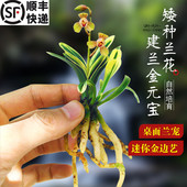 刘阁兰花苗建兰金元 宝矮种花卉迷你绿植盆栽室内装 饰家居美观好养