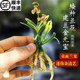 刘阁兰花苗建兰金元 宝矮种花卉迷你绿植盆栽室内装 饰家居美观好养