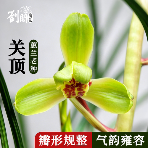 蕙兰老八种关顶正宗梅瓣盆栽名贵