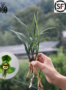 刘阁兰花 春兰老种兰花苗 环球荷鼎 现带浓香花苞出售室内阳台草