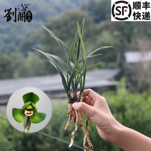 刘阁环球出售阳台草兰花苗