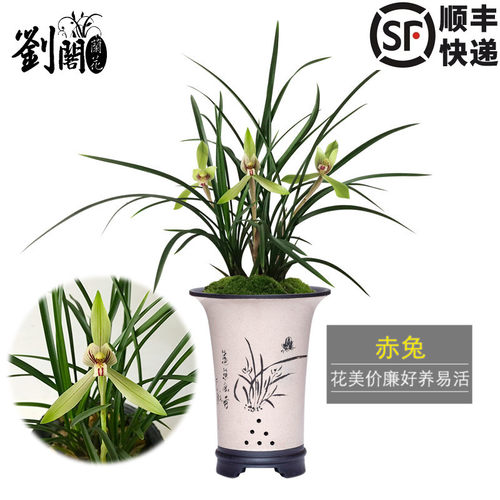 春兰大花型好养赤兔花卉盆栽
