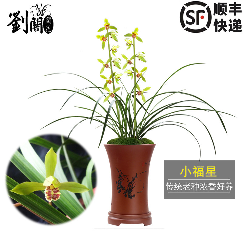 刘阁兰花精品老种好养出售蕙兰