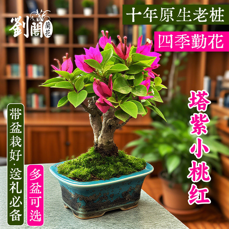 三角梅盆栽植物花卉苗塔紫小桃红