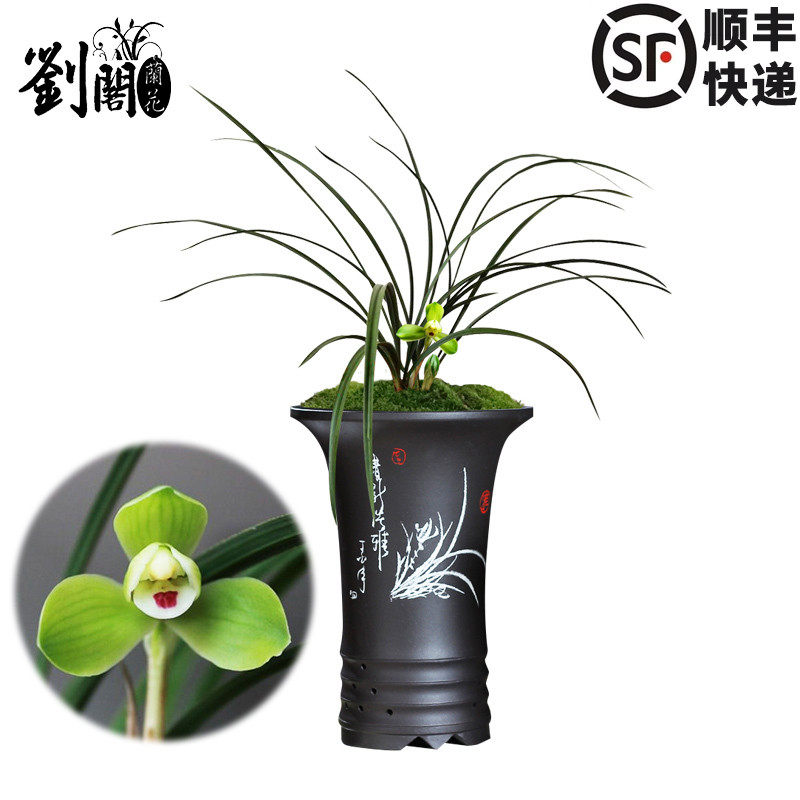 刘阁兰花苗春兰梅型水仙瓣 西神梅 冬带花苞室内阳台花卉绿植盆栽