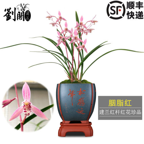 建兰胭脂红四季兰浓香型花卉