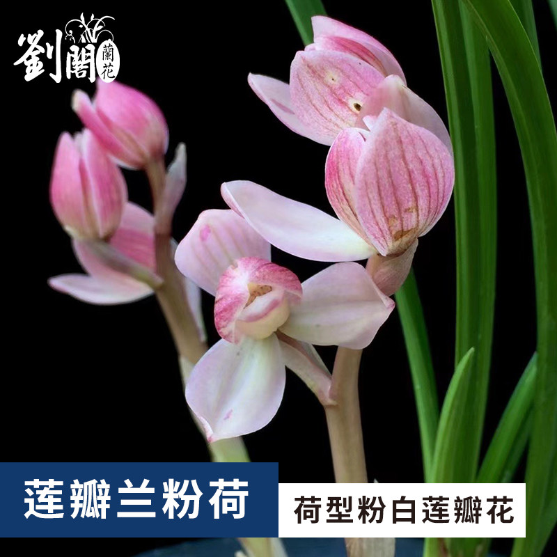 刘阁兰花苗 莲瓣兰荷瓣 粉荷 冬带花苞出售高档花卉阳台盆栽绿植