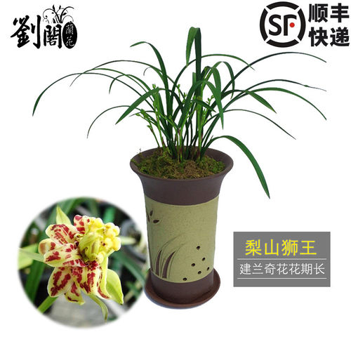 梨山狮王建兰四季兰奇草