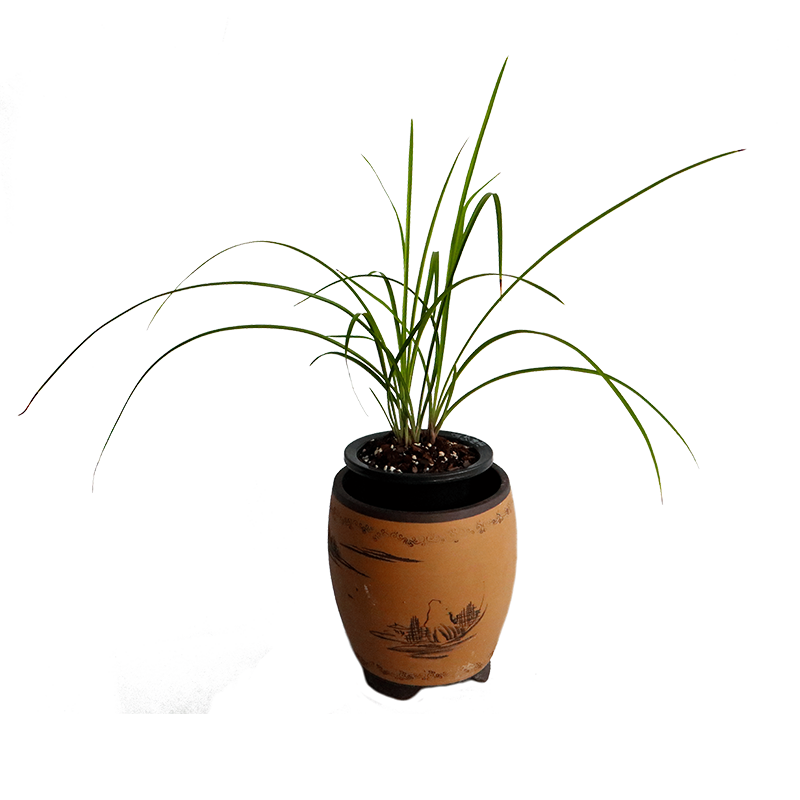 好养花卉好养花卉盆栽兰草
