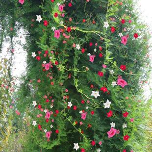 爬藤植物羽叶茑萝松花种子四季易种活阳台盆栽庭院墙围栏篱笆花籽