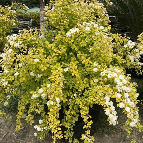 黄金喷泉绣线菊喷雪花瀑布金山菱叶菊耐寒多年生庭院花卉花境植物