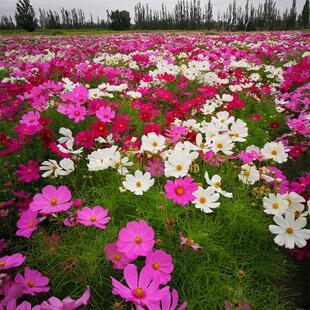 波斯菊花种子格桑花种籽子七彩四季播种开花室外易活野花种子耐旱