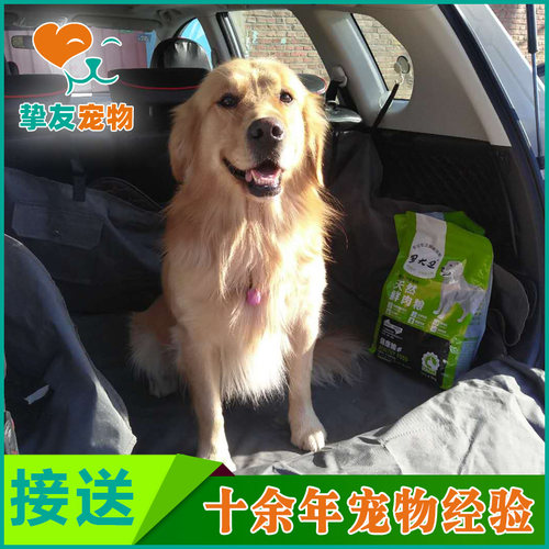 北京专业寄养训练上门接送狗狗