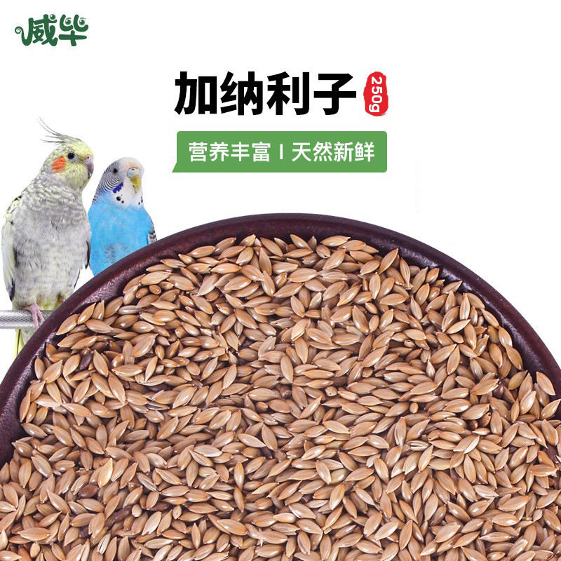 威毕白尖加纳利子鸟食饲料食物虎皮玄凤牡丹绣眼鸟粮