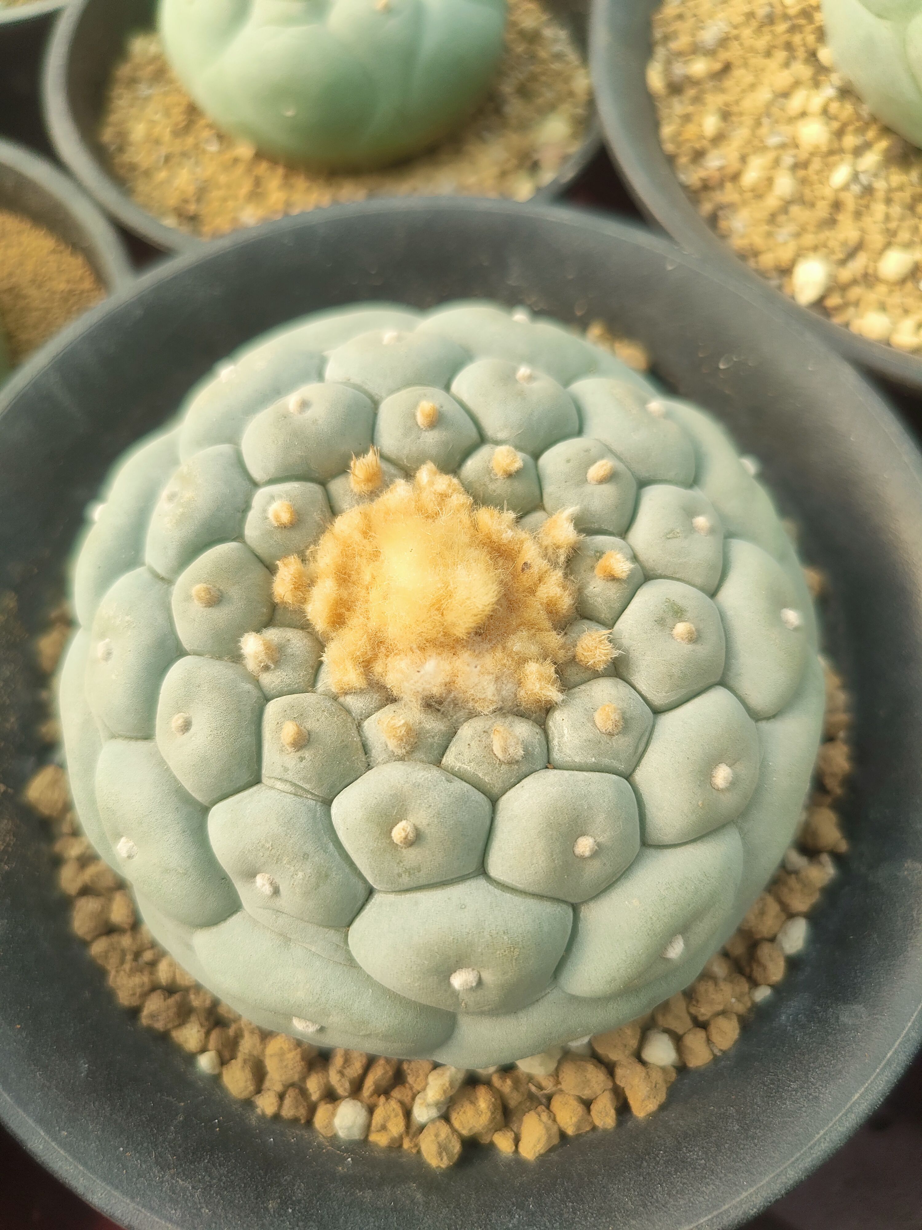 草球 种子 实生球 10粒精品仙人球种子