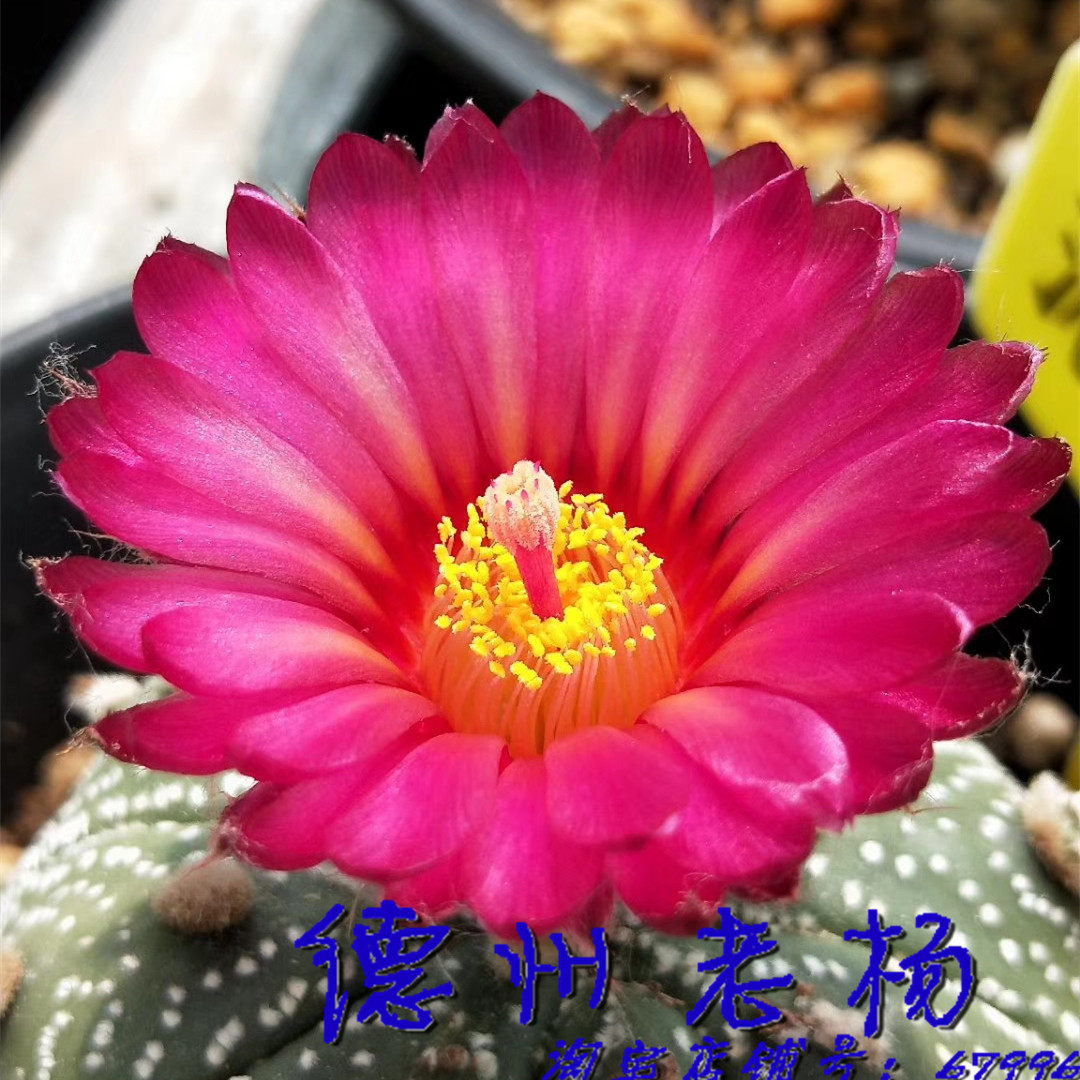 【德州老杨】特浓赤花兜 实生苗 0.8~2厘米 买5送1