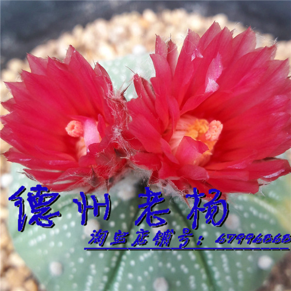 【德州老杨】特浓赤花兜种子10粒 赤花兜 红花兜 新采摘