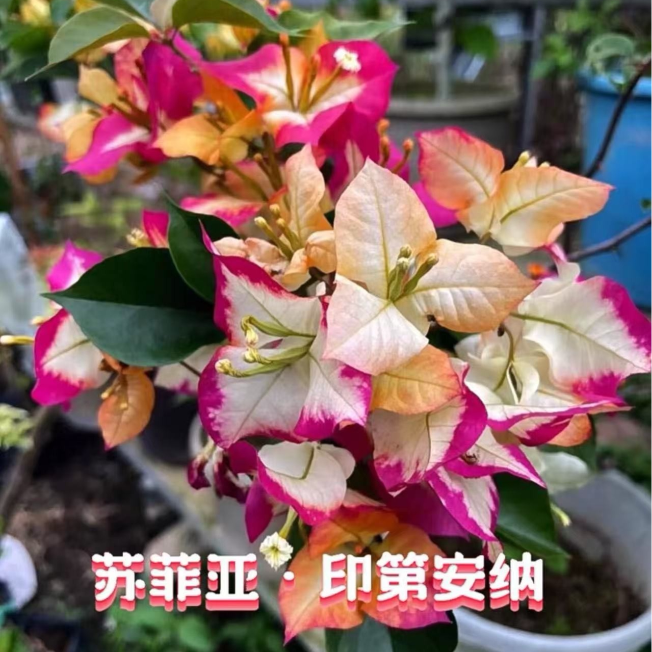 【苏菲亚印第安娜】【包对版】三三角梅