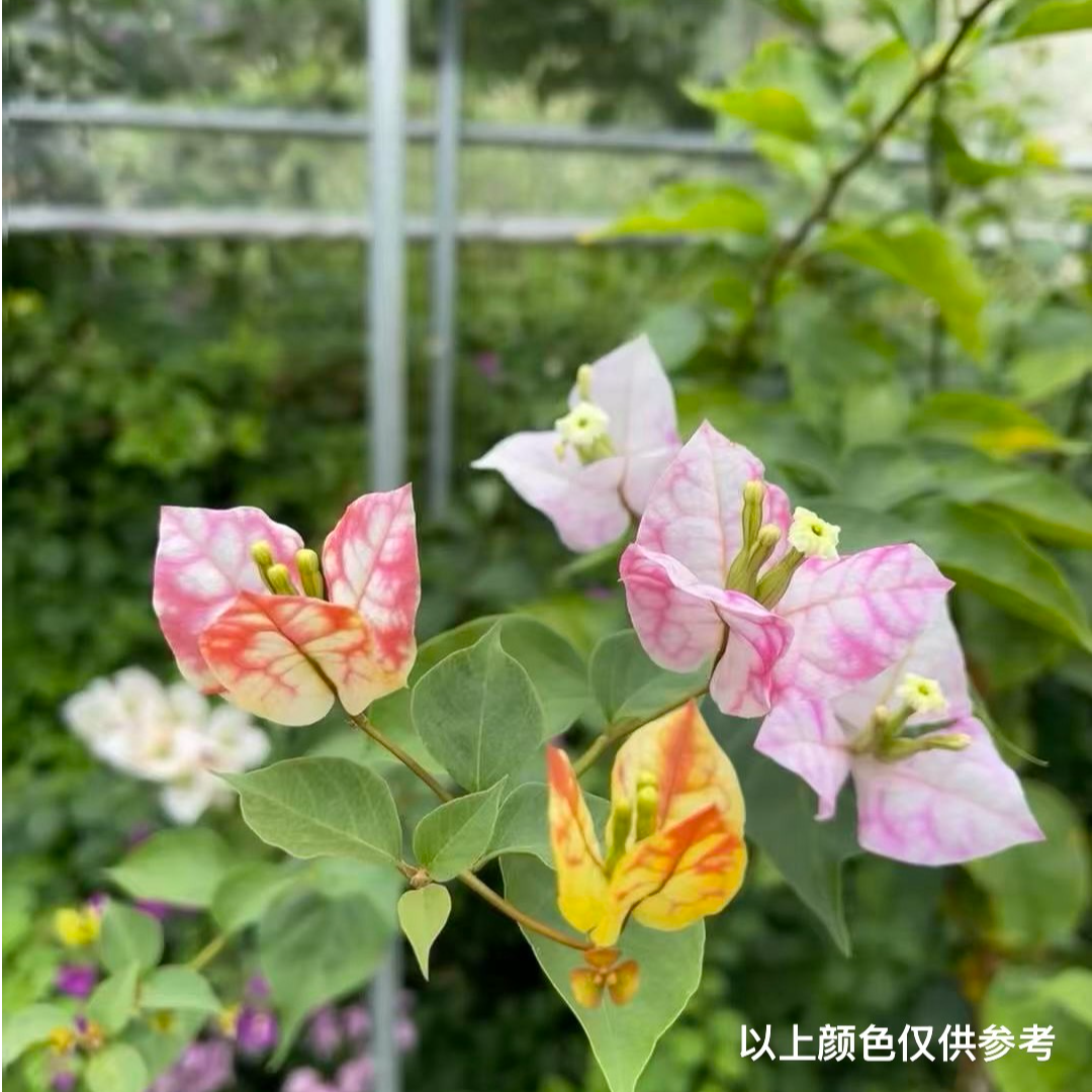 【浅彩虹】细杆【包售后一个月】【包对版】三角梅四季开花爬藤飘,鲜花速递/花卉仿真/绿植园艺,红掌/凤梨/温室花卉,淘宝优惠券,粉丝福利购,淘宝优惠卷