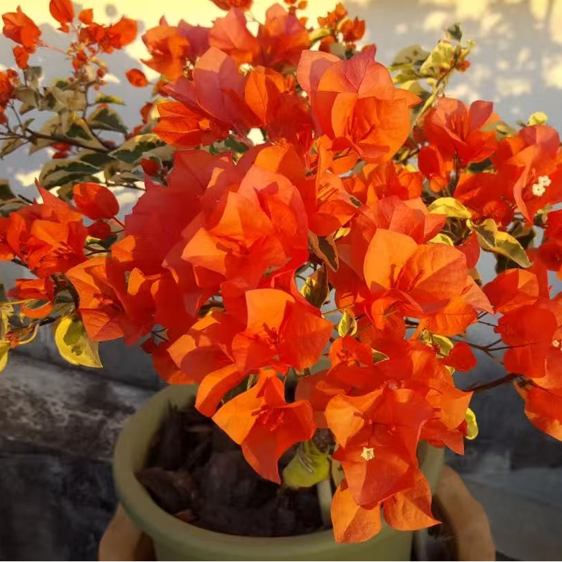 带花或带【橙冰】【粗杆】【包售后一个月】【包对版】三角梅四季,鲜花速递/花卉仿真/绿植园艺,红掌/凤梨/温室花卉,淘宝优惠券,粉丝福利购,淘宝优惠卷