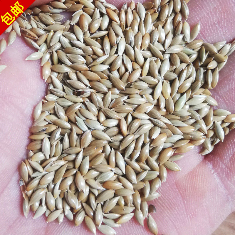 新货加纳利子中仕达供应产品