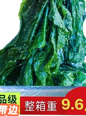 大连海带边片新鲜盐渍凉拌菜薄边海带丝火锅海藻海带片