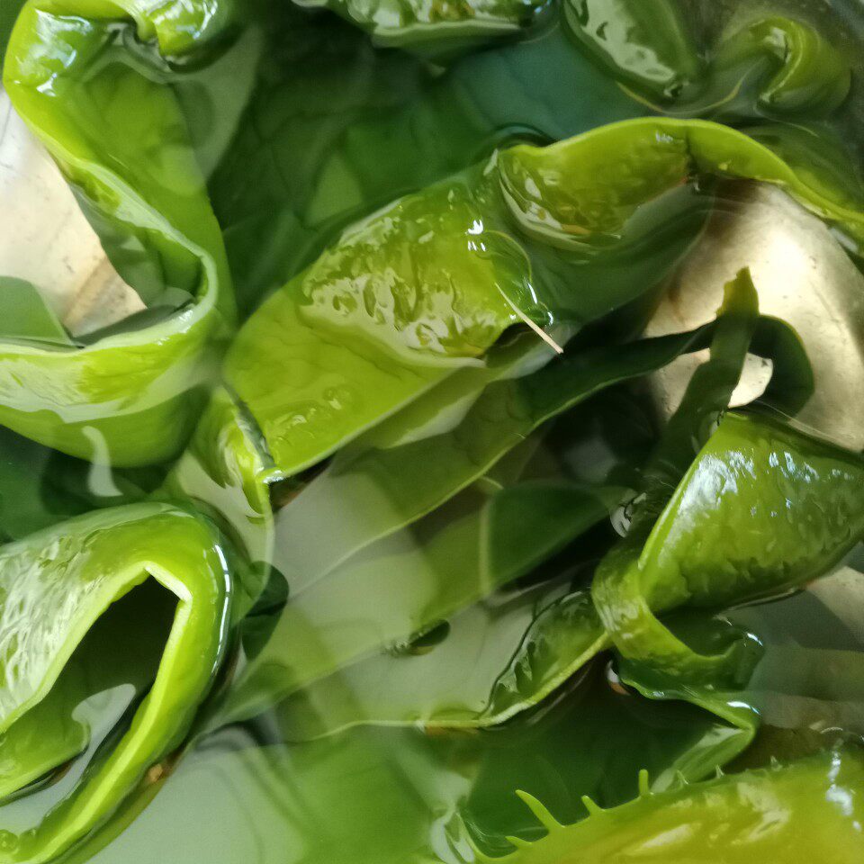 大连裙带菜盐渍海白菜整件带箱5斤含盐水凉拌火锅麻辣烫串串食材