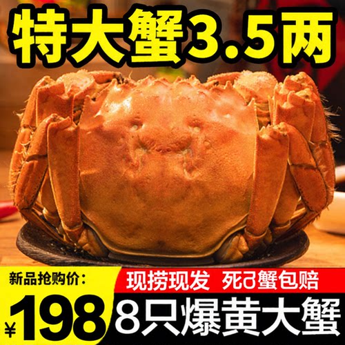 特大大闸蟹现货鲜活螃蟹