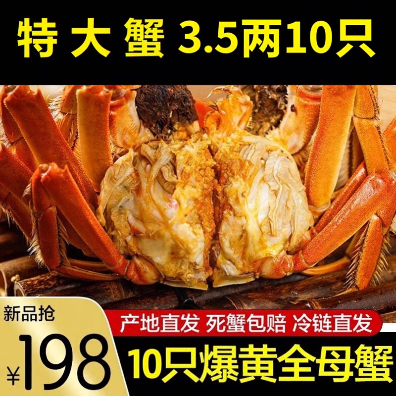 特大活蟹10只大闸蟹鲜活螃蟹礼盒现货海鲜水产公母湖蟹苏州阳澄发