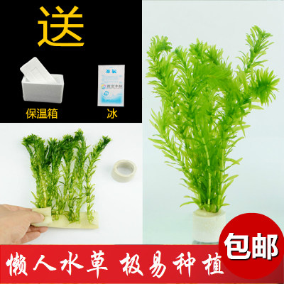 包邮蜈蚣草懒人水草金鱼藻热带鱼缸造景虾缸草缸懒人草易养易活 黄金水族玩家造景店 淘优券