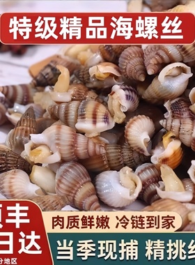海瓜子新鲜速冻海螺丝海锥海钉特大号海捕海鲜水产商用团购批发