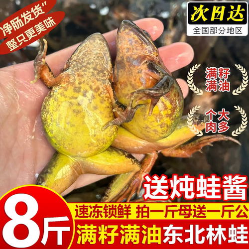 东北林蛙满籽鲜活速冻公母