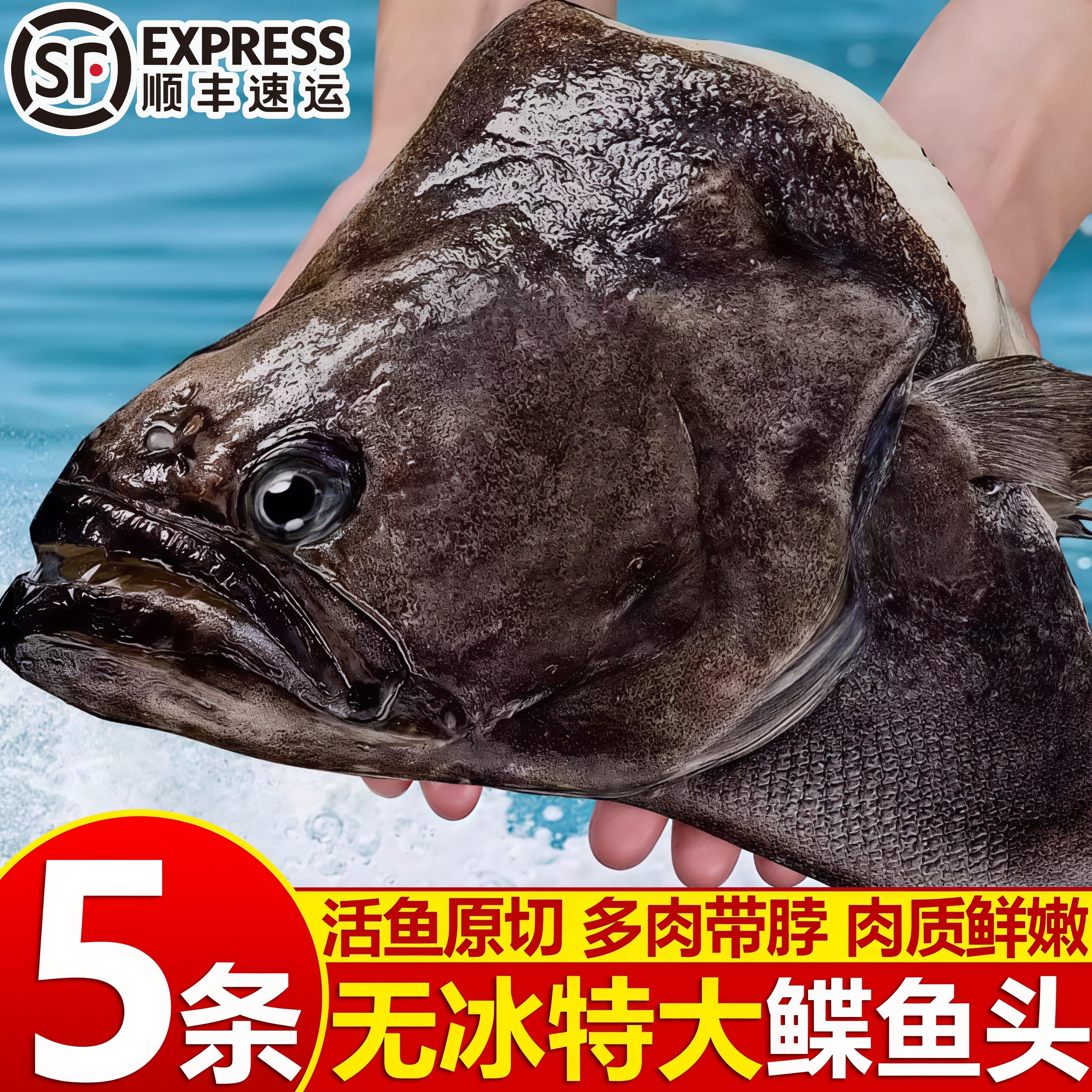 鲽鱼头新鲜冷冻超大商用碟鱼头
