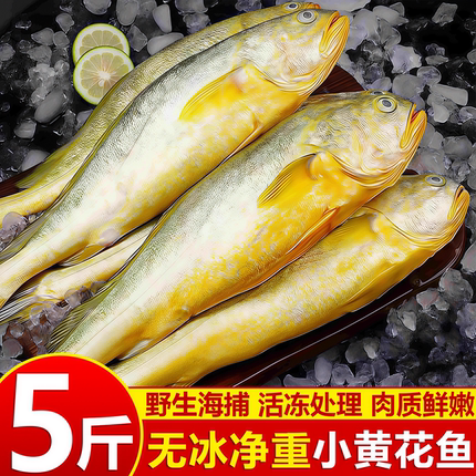 正宗小黄花鱼新鲜冷冻小黄鱼生鲜水产海鲜小黄鱼整箱商用批发顺丰
