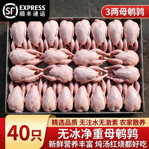 鲜冻现杀白条鹌鹑肉40只装烧烤