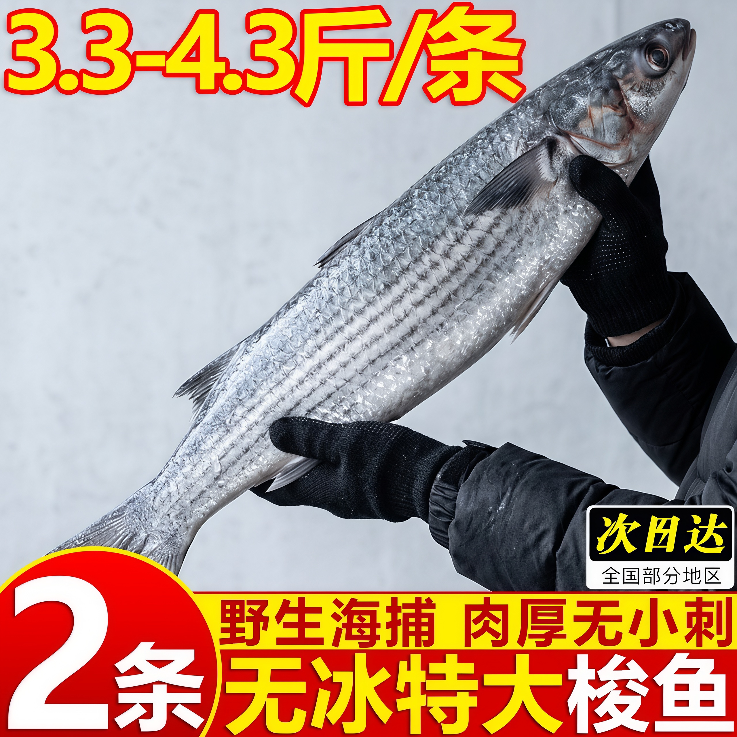 寰球邮鲜特大红眼梭鱼速冻批发