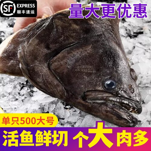鲽鱼头新鲜冷冻超大商用碟鱼头